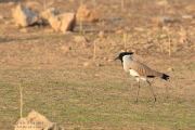 River Lapwing Pench