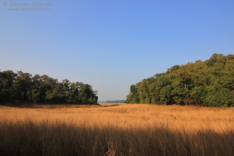 Pench
        Backwaters