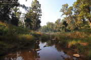 Forest Stream
          Kanha