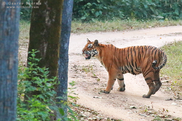 Tigress in
        Kanha