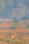 Barasingha in Kanha
          National Park