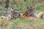 Tiger cubs in Pench