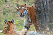 Tigress with cub in Kanha